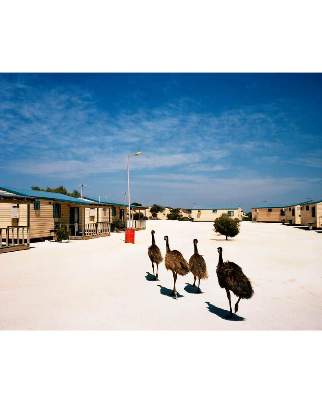 Magnum Photosさんのインスタグラム写真 - (Magnum PhotosInstagram)「In Fine Feather 🐦⁠ ⁠ Birds have been a common theme throughout literature and culture for millennia. More recently, photography has served to immortalize the symbolism of our feathered friends, from grace and humor to peace and hope.⁠ ⁠ @alessandra_sanguinetti's book On the Sixth Day offers us a glimpse of life on a small Argentine farm from the perspective of its animals.⁠ ⁠ A 1948 image from @georgerodgerphotos captures an ostrich emerging from the frame and delivering a cautionary gaze into his lens.⁠ ⁠ During the filming of The Birds, @philippe_halsman_official photographed director Alfred Hitchcock and main actress Tippi Hedren in a playful take on Hitchcock’s macabre vision.⁠ ⁠ Comment your favorite👇⁠ ⁠ PHOTOS (left to right):⁠ ⁠ (1) From the series On the Sixth Day. Ducks in truck. Buenos Aires, Argentina. 2001. © @alessandra_sanguinetti / Magnum Photos⁠ ⁠ (2) Ostrich Farm. South Africa. 1948. © @georgerodgerphotos / Magnum Photos⁠ ⁠ (3) Miskito children. Puerto Cabezas, Nicaragua. 1992. © Alex Webb (@webb_norriswebb) / Magnum Photos⁠ ⁠ (4) Penguins from the zoo taking their weekly walk. The director of the zoo walks them through the city every week in order to attract people to the zoo. Edinburgh, Scotland. 1950. © @wernerbischofestate / Magnum Photos ⁠ ⁠ (5) Market. Tashkent, Uzbekistan. 1992. © Gueorgui @pinkhassov / Magnum Photos⁠ ⁠ (6) The American actress Tippi Hedren in The Birds by Alfred Hitchcock. USA. 1962. © @philippe_halsman_official / Magnum Photos⁠ ⁠ (7) Emus running through a caravan park. The white surface is made up of crushed shells. Highway One, Denham, Western Australia. 2006. © Trent Parke (@chillioctopus) / Magnum Photos⁠ ⁠ (8) Kyoto, Japan. 2019. © @paolopellegrin / Magnum Photos⁠ ⁠ (9) Lake Garda, Italy. 1999. © @martinparrstudio / Magnum Photos⁠ ⁠ (10) Three ducklings adopted by a hen. Loiret département, France. 1989. © Martine Franck / Magnum Photos」11月25日 1時02分 - magnumphotos