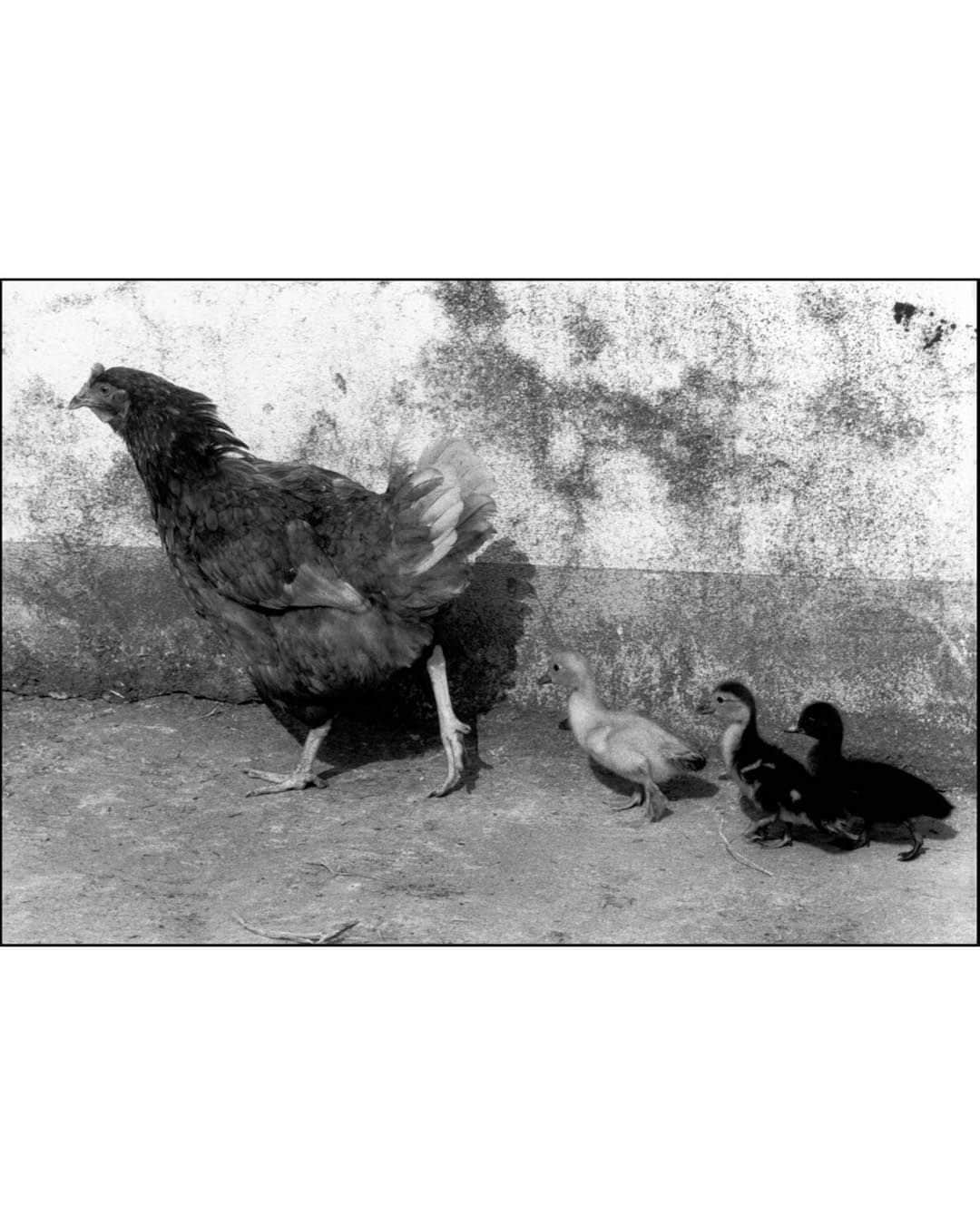 Magnum Photosさんのインスタグラム写真 - (Magnum PhotosInstagram)「In Fine Feather 🐦⁠ ⁠ Birds have been a common theme throughout literature and culture for millennia. More recently, photography has served to immortalize the symbolism of our feathered friends, from grace and humor to peace and hope.⁠ ⁠ @alessandra_sanguinetti's book On the Sixth Day offers us a glimpse of life on a small Argentine farm from the perspective of its animals.⁠ ⁠ A 1948 image from @georgerodgerphotos captures an ostrich emerging from the frame and delivering a cautionary gaze into his lens.⁠ ⁠ During the filming of The Birds, @philippe_halsman_official photographed director Alfred Hitchcock and main actress Tippi Hedren in a playful take on Hitchcock’s macabre vision.⁠ ⁠ Comment your favorite👇⁠ ⁠ PHOTOS (left to right):⁠ ⁠ (1) From the series On the Sixth Day. Ducks in truck. Buenos Aires, Argentina. 2001. © @alessandra_sanguinetti / Magnum Photos⁠ ⁠ (2) Ostrich Farm. South Africa. 1948. © @georgerodgerphotos / Magnum Photos⁠ ⁠ (3) Miskito children. Puerto Cabezas, Nicaragua. 1992. © Alex Webb (@webb_norriswebb) / Magnum Photos⁠ ⁠ (4) Penguins from the zoo taking their weekly walk. The director of the zoo walks them through the city every week in order to attract people to the zoo. Edinburgh, Scotland. 1950. © @wernerbischofestate / Magnum Photos ⁠ ⁠ (5) Market. Tashkent, Uzbekistan. 1992. © Gueorgui @pinkhassov / Magnum Photos⁠ ⁠ (6) The American actress Tippi Hedren in The Birds by Alfred Hitchcock. USA. 1962. © @philippe_halsman_official / Magnum Photos⁠ ⁠ (7) Emus running through a caravan park. The white surface is made up of crushed shells. Highway One, Denham, Western Australia. 2006. © Trent Parke (@chillioctopus) / Magnum Photos⁠ ⁠ (8) Kyoto, Japan. 2019. © @paolopellegrin / Magnum Photos⁠ ⁠ (9) Lake Garda, Italy. 1999. © @martinparrstudio / Magnum Photos⁠ ⁠ (10) Three ducklings adopted by a hen. Loiret département, France. 1989. © Martine Franck / Magnum Photos」11月25日 1時02分 - magnumphotos