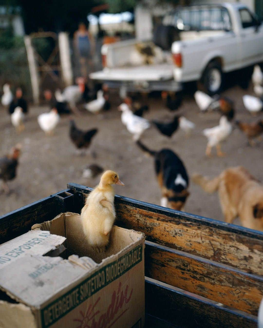 Magnum Photosのインスタグラム：「In Fine Feather 🐦⁠ ⁠ Birds have been a common theme throughout literature and culture for millennia. More recently, photography has served to immortalize the symbolism of our feathered friends, from grace and humor to peace and hope.⁠ ⁠ @alessandra_sanguinetti's book On the Sixth Day offers us a glimpse of life on a small Argentine farm from the perspective of its animals.⁠ ⁠ A 1948 image from @georgerodgerphotos captures an ostrich emerging from the frame and delivering a cautionary gaze into his lens.⁠ ⁠ During the filming of The Birds, @philippe_halsman_official photographed director Alfred Hitchcock and main actress Tippi Hedren in a playful take on Hitchcock’s macabre vision.⁠ ⁠ Comment your favorite👇⁠ ⁠ PHOTOS (left to right):⁠ ⁠ (1) From the series On the Sixth Day. Ducks in truck. Buenos Aires, Argentina. 2001. © @alessandra_sanguinetti / Magnum Photos⁠ ⁠ (2) Ostrich Farm. South Africa. 1948. © @georgerodgerphotos / Magnum Photos⁠ ⁠ (3) Miskito children. Puerto Cabezas, Nicaragua. 1992. © Alex Webb (@webb_norriswebb) / Magnum Photos⁠ ⁠ (4) Penguins from the zoo taking their weekly walk. The director of the zoo walks them through the city every week in order to attract people to the zoo. Edinburgh, Scotland. 1950. © @wernerbischofestate / Magnum Photos ⁠ ⁠ (5) Market. Tashkent, Uzbekistan. 1992. © Gueorgui @pinkhassov / Magnum Photos⁠ ⁠ (6) The American actress Tippi Hedren in The Birds by Alfred Hitchcock. USA. 1962. © @philippe_halsman_official / Magnum Photos⁠ ⁠ (7) Emus running through a caravan park. The white surface is made up of crushed shells. Highway One, Denham, Western Australia. 2006. © Trent Parke (@chillioctopus) / Magnum Photos⁠ ⁠ (8) Kyoto, Japan. 2019. © @paolopellegrin / Magnum Photos⁠ ⁠ (9) Lake Garda, Italy. 1999. © @martinparrstudio / Magnum Photos⁠ ⁠ (10) Three ducklings adopted by a hen. Loiret département, France. 1989. © Martine Franck / Magnum Photos」