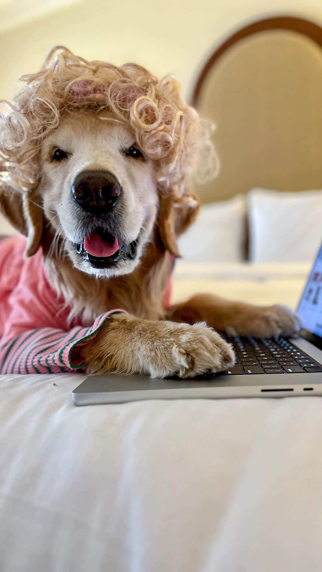 DogsOf Instagramのインスタグラム：「@apple_thegolden understood the assignment 🛍️ Happy Black Friday! Delight family and friends with personalized gifts from @shutterfly! Save 40% with code PAWLIDAYS at out link in bio 🎁🎄   Discount valid through 12/2, so go get your gifts on sale while you can 🎅 . . . #blackfriday2023 #giftsforpetlovers #giftideas #dogsofinstagram #shutterfly #giftsfordoglovers #giftsfordogs」