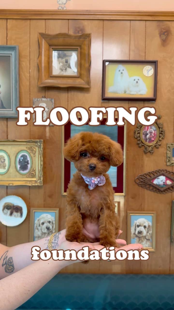 JessRonaGroomingのインスタグラム：「Floofing Foundations Webinar!  Sunday Dec 10th   We will go over: 🫧 My techniques for a gorgeous bath and fluff out that will leave dogs deliciously clean and poofy  🐾 Handling techniques for shmoops who hate their face getting wet or the dryer   ✨10 in person spots available  🫧 All levels welcome!   I will be doing GIVEAWAYS during the webinar that you won’t want to miss like a 1:1 grooming session with me and a pair of @harzly_official shears!  🛁 There will be lifetime access to the replay if you can’t make it on 12/10  🤗 see you there!!」
