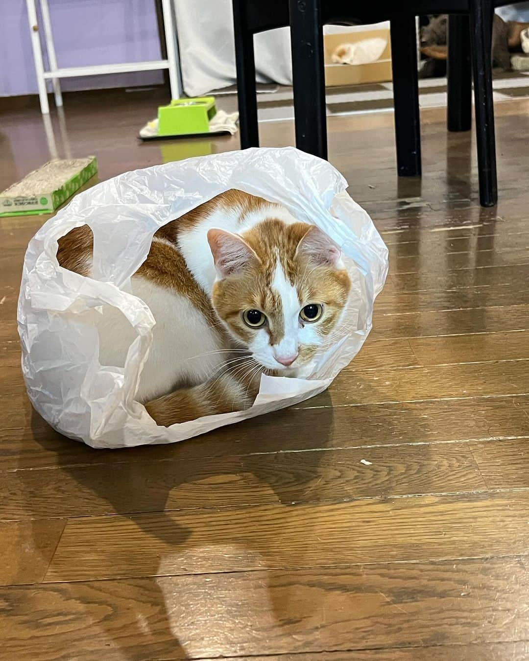 Kachimo Yoshimatsuさんのインスタグラム写真 - (Kachimo YoshimatsuInstagram)「袋を床に置いていたら、 おいちゃん入った｡  #うちの猫ら #oinari #猫 #ねこ #ニャンスタグラム #にゃんすたぐらむ #ねこのきもち #cat #ネコ #catstagram #ネコ部 http://kachimo.exblog.jp」11月25日 1時24分 - kachimo