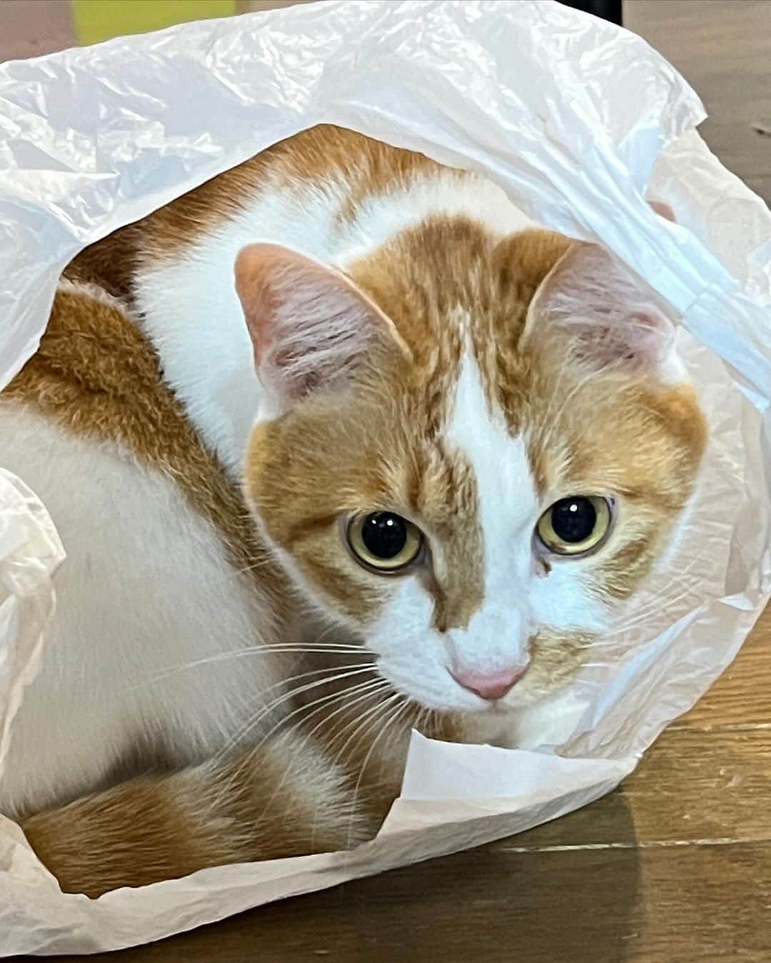 Kachimo Yoshimatsuさんのインスタグラム写真 - (Kachimo YoshimatsuInstagram)「袋を床に置いてい ...