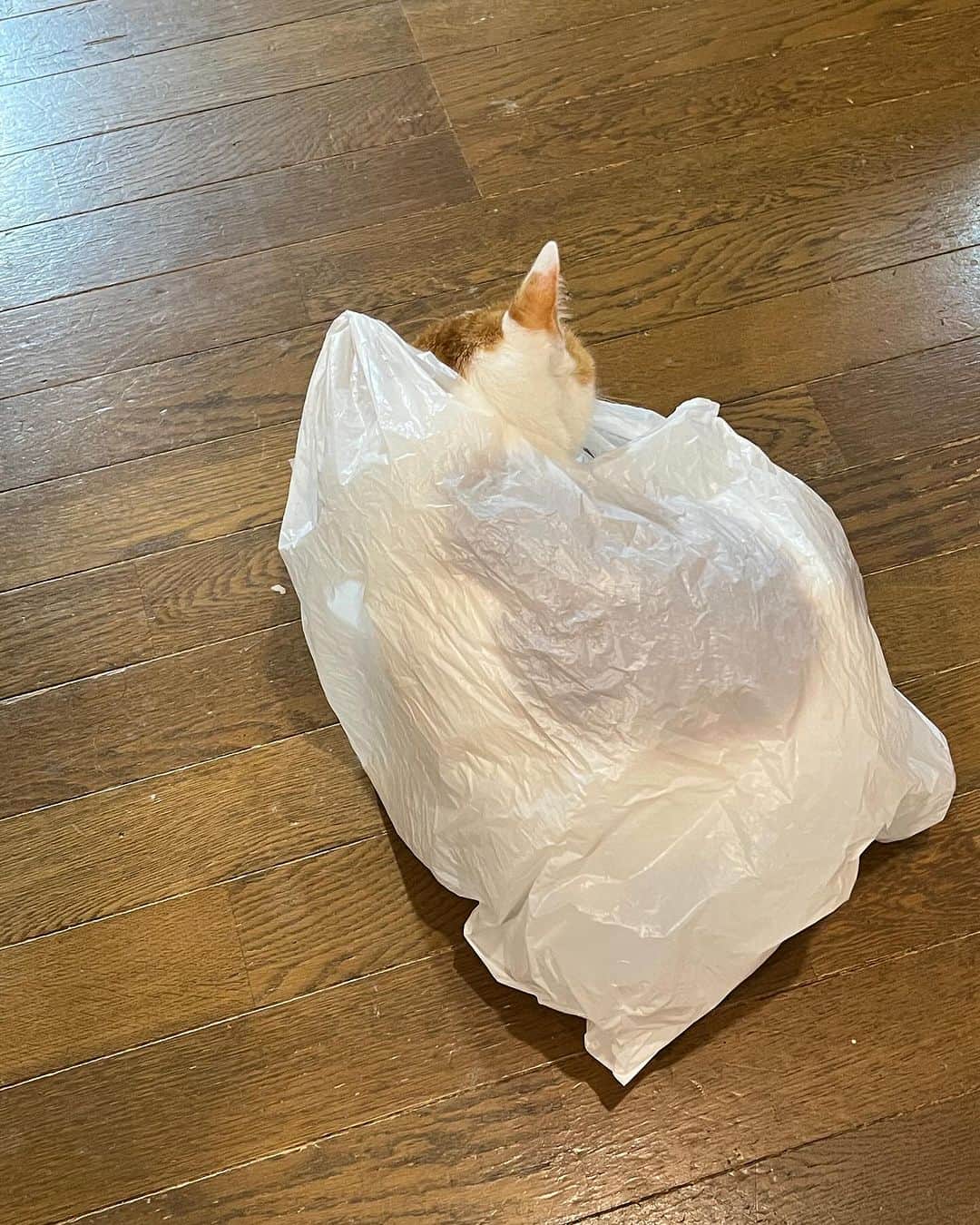Kachimo Yoshimatsuのインスタグラム：「袋を床に置いていたら、 おいちゃん入った｡  #うちの猫ら #oinari #猫 #ねこ #ニャンスタグラム #にゃんすたぐらむ #ねこのきもち #cat #ネコ #catstagram #ネコ部 http://kachimo.exblog.jp」