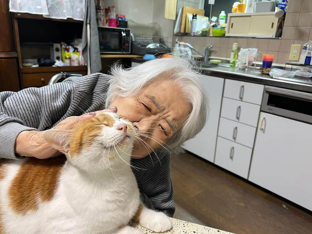 Kachimo Yoshimatsuさんのインスタグラム写真 - (Kachimo YoshimatsuInstagram)「バーバとおいちゃん｡ すきすき〜！  #うちの猫ら #猫 #ねこ #ニャンスタグラム #バーバと猫 #oinari #にゃんすたぐらむ #ねこのきもち #cat #ネコ #catstagram #ネコ部 http://kachimo.exblog.jp」11月25日 1時26分 - kachimo