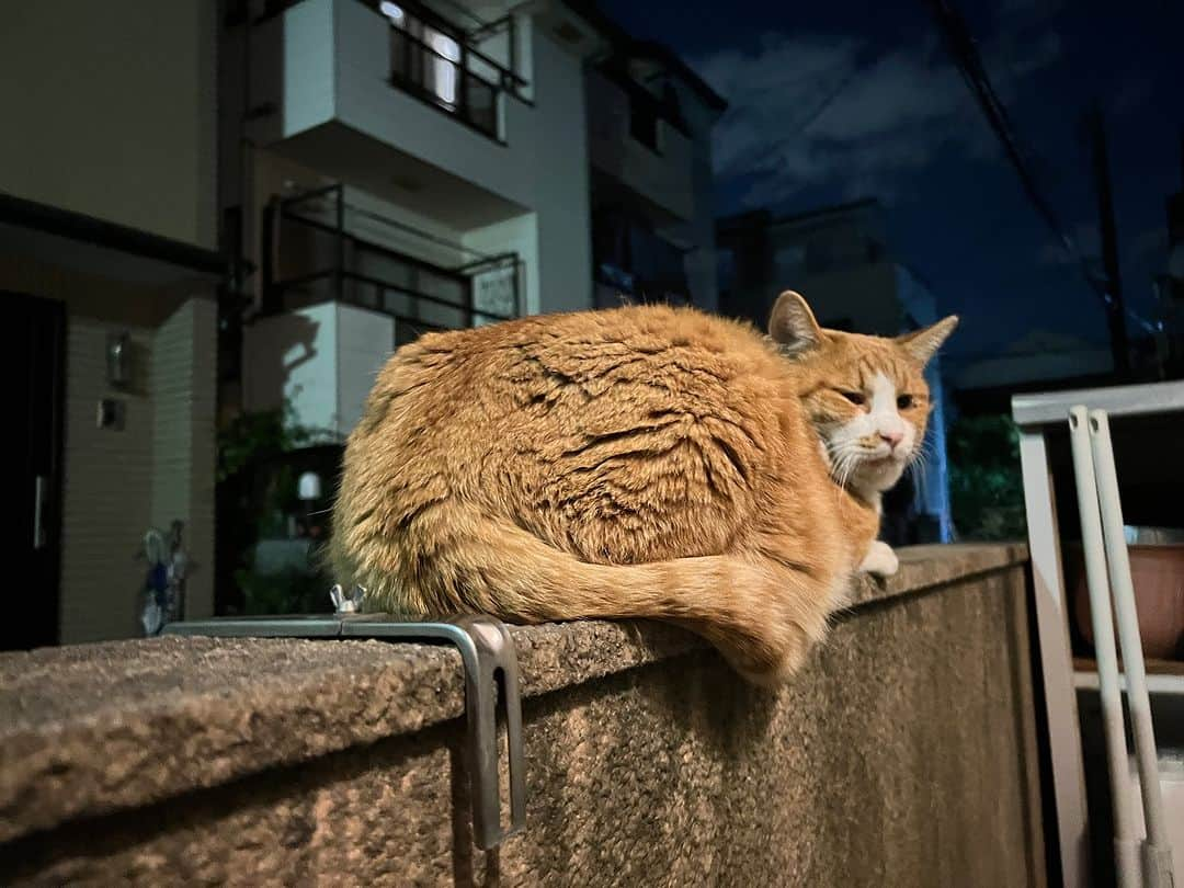 Kachimo Yoshimatsuのインスタグラム：「おかえり！ と 振り返られた。  #うちの猫ら #猫 #chameshi #ねこ #ニャンスタグラム #にゃんすたぐらむ #ねこのきもち #cat #ネコ #catstagram #ネコ部 http://kachimo.exblog.jp」