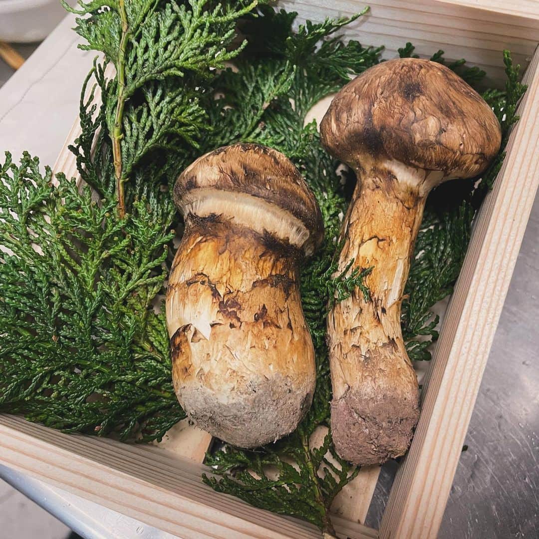 中山裕子のインスタグラム：「父からもらったお土産🍄 なんとこのうちの1本完全に虫に食われてました😭 父はトータル10本購入していたらしいのですが 虫食いは全体の中でもこの1本だけ。 だけど1本めちゃくちゃ高いから 買ったところへ連絡したら（父が） 3本無償で送ってくれました☺️  また買いたい！って思わせてくれる 心遣いってこういう事なんだろうな、と お客様サービス&ファン化について学んだ実体験でした🙌  きっと虫食いのマツタケが一番美味しかったんだろうな！！ 炊き込みご飯と焼いてスダチでいただきました😋」