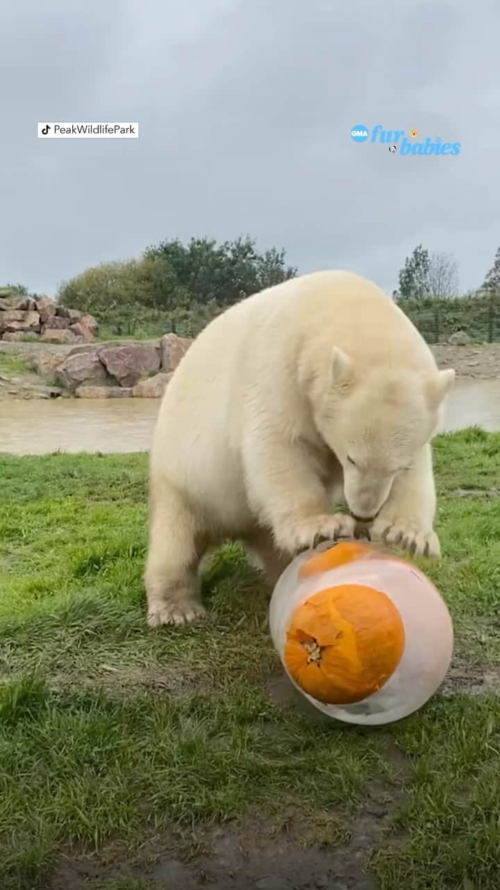 Good Morning Americaのインスタグラム：「Watch these polar bears enjoy frozen pumpkin treats at @peakwildlifepark! 🎃  #Furbabies #PolarBears #Treats #Pumpkins」