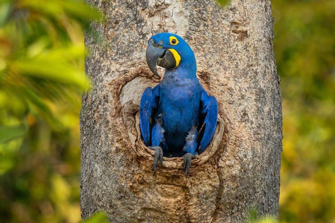 ナショナルジオグラフィックのインスタグラム：「Photo by Karine Aigner @kaigner | The largest flying parrot in the world, the hyacinth macaw is found in three isolated places—central South America, Bolivia, and northern Paraguay—and measures three feet from the tip of its tail to the top of its head. These birds lay two to three eggs and can live up to 50 years in the wild, where they’re found at the edges of tropical woodlands and palm savannas. They form strong social bonds, and each and every one has its own individual personality traits. Comical and loud, they are the clowns of the forests; unfortunately, despite efforts to increase their numbers, the population is decreasing because of habitat destruction for hydroelectric dams and agriculture and the illegal pet trade.」