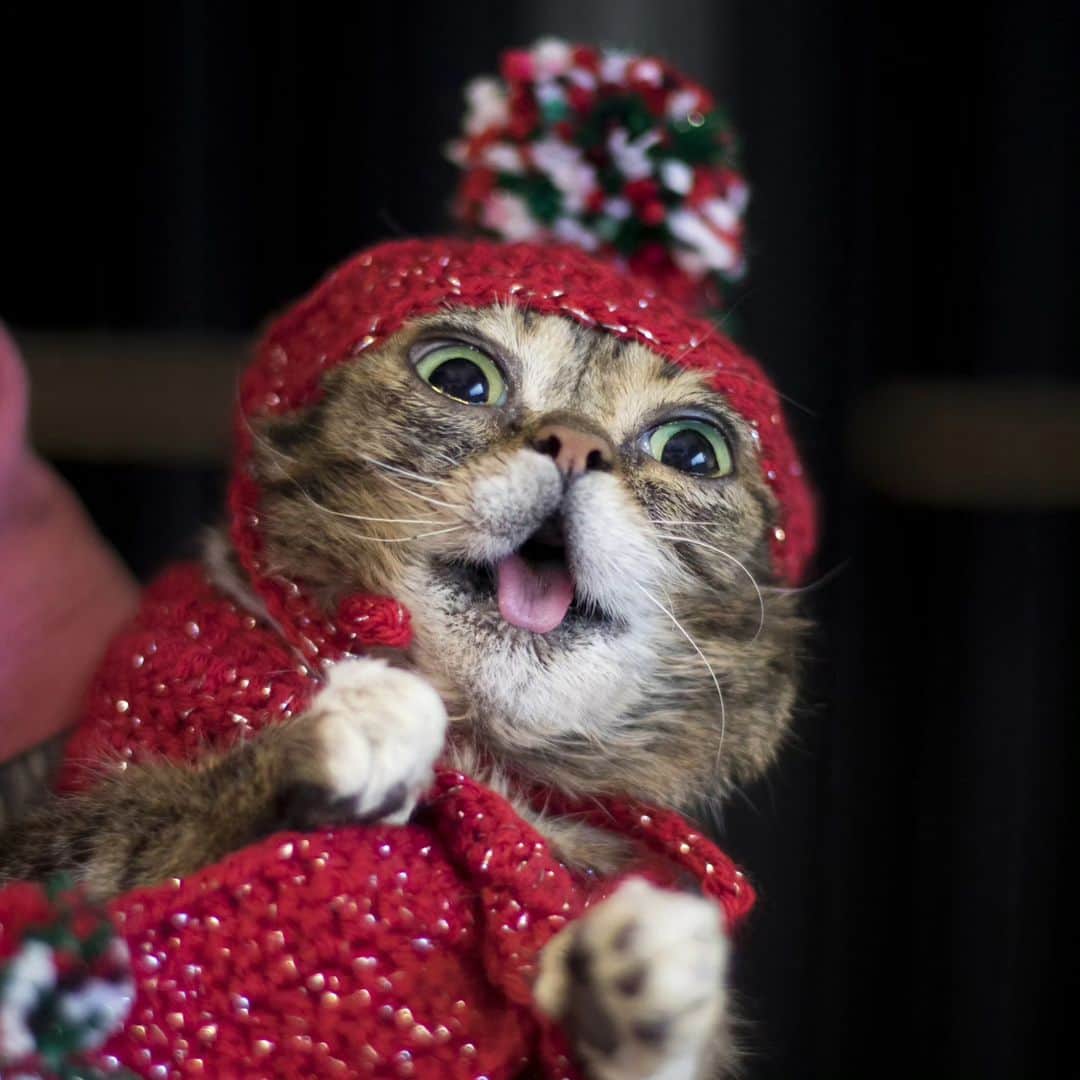 Lil BUBのインスタグラム：「AHHH! The BUBlack Friday Sale is upon us! Check it at the link in BUB's bio (store.lilbub.com)...  20% OFF everything, including over 60 brand new BUB + Marbles items.  -Free 3" BUB + Marbles magnet on orders over $10  -Free Set of Two BUB + Marbles Holilday Cards on orders over $25  -Free US Shipping on orders over $40  Treat yourself, your family, and your friends while supporting Lil BUB's Big FUND for Special Needs Pets. GOOD JOB BUB!  #goodjobbub #bestjobbub #thegiftofbub #treatyoself #lilbub」