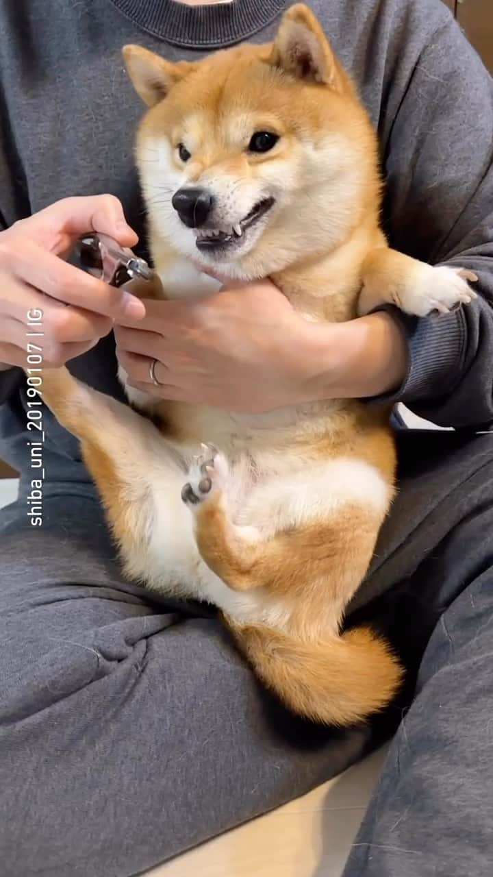 8crapのインスタグラム：「“before😡→after🥺” 📹 @shiba_uni_20190107 - #barked #dog #doggo #ShibaInu #Shiba」