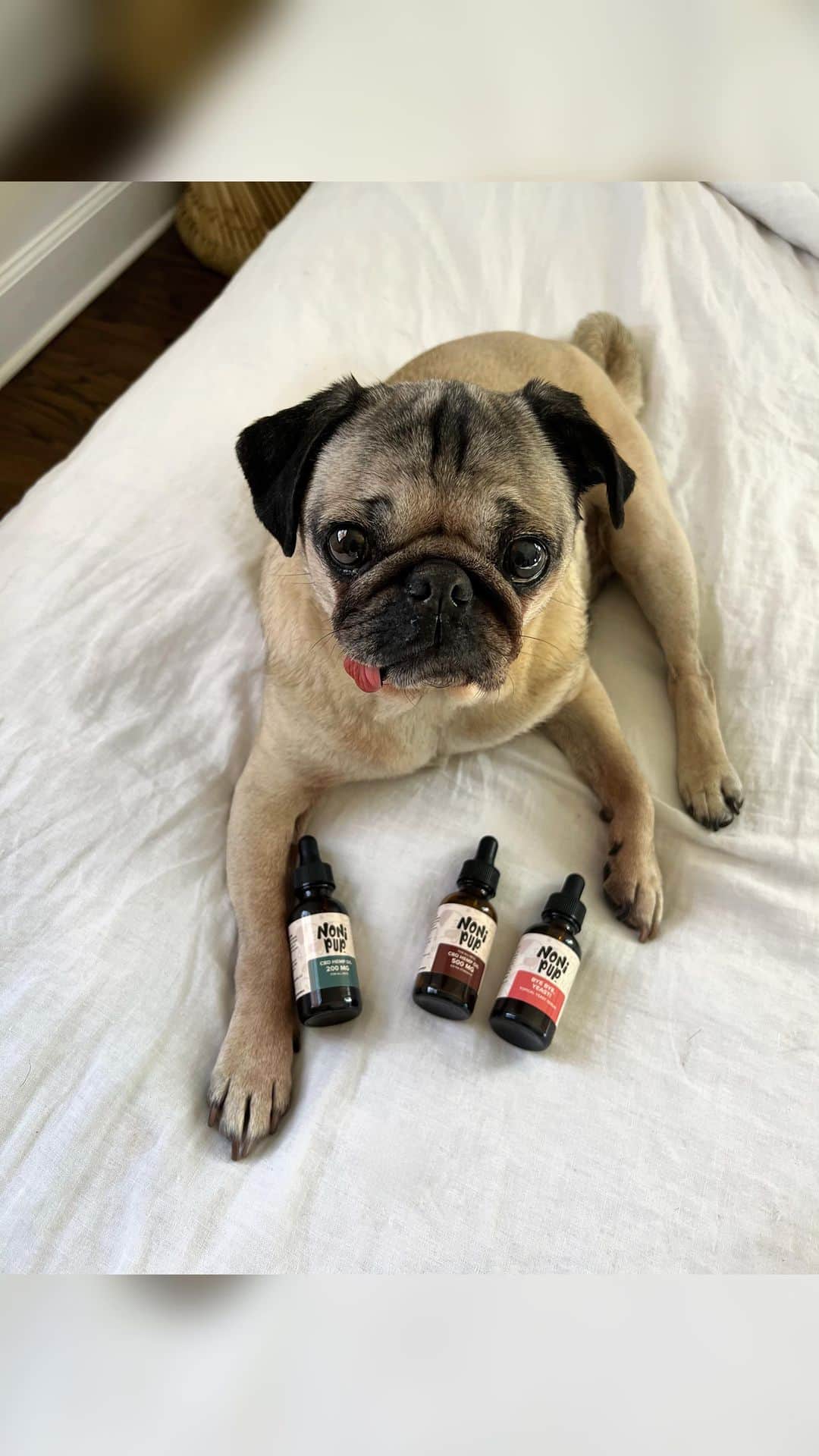 itsdougthepugのインスタグラム：「These helped Doug so much that we had to share them with the World. Introducing, @nonipup CBD and yeast serum!   The entire store is 30% off all weekend, including new products. Doug is on a mission to clean up the pet industry 🐾💚」