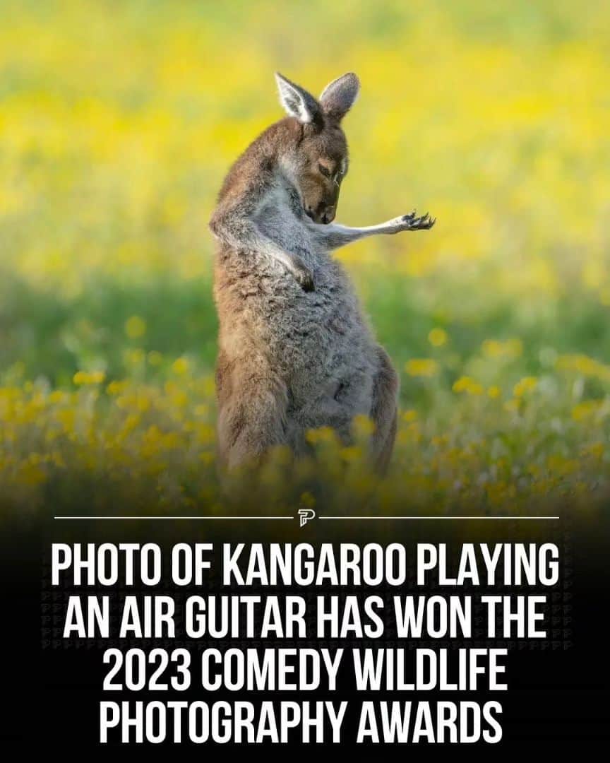 スラッシュのインスタグラム：「Credit to @pubity This Kangaroo’s air guitar prowess steals the show, earning it the top spot at the 2023 Comedy Wildlife Photography Awards!   (via Jason Moore | @comedywildlifephoto)  iiii]; )'」
