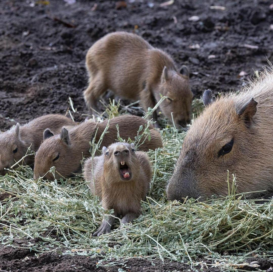 San Diego Zooのインスタグラム