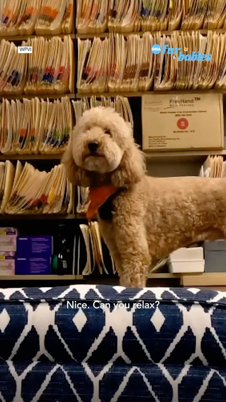 Good Morning Americaのインスタグラム：「This dentist uses her therapy dog to help calm patients! 🦷🪥❤️  #Furbabies #Therapy #Dogs #Dentist」