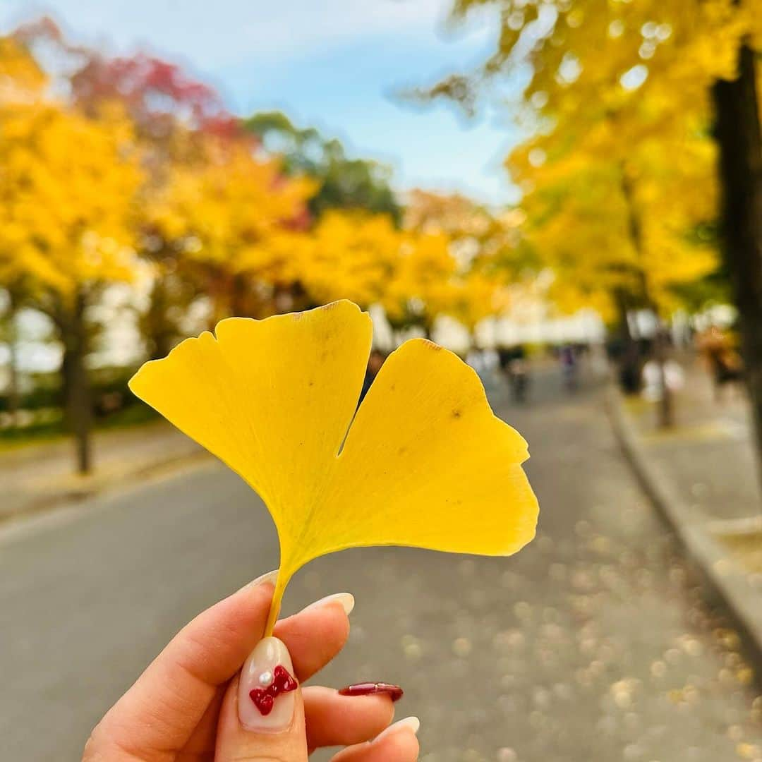 澤野井香里さんのインスタグラム写真 - (澤野井香里Instagram)「秋の#うろこ雲 と#銀杏 のコントラストがとってもキレイ✨  カラフルな秋のお散歩☺️🍂♡  #ks_23✨ #ks_osaka✨ #大阪 #大阪城公園  #大阪城 #大阪城天守閣 #秋 #秋の空 #秋の風景 #公園 #お散歩 #紅葉 #🍁 #🏯」11月25日 4時52分 - kaori_sawanoi