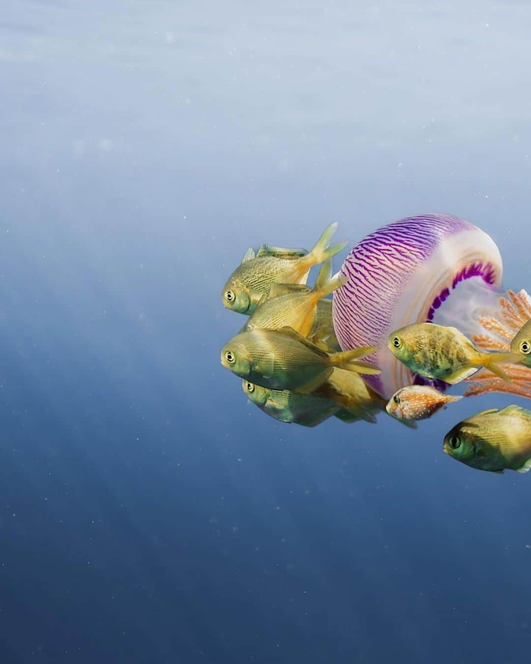 Discover Earthさんのインスタグラム写真 - (Discover EarthInstagram)「🪼🐠Symbiosis captured by @cooperlost   « Interaction between two different organisms living in close physical association, typically to the advantage of both. »  📍Honolulu, Hawaii  🇺🇸 #DiscoverUSA with @cooperlost」11月25日 4時56分 - discoverearth