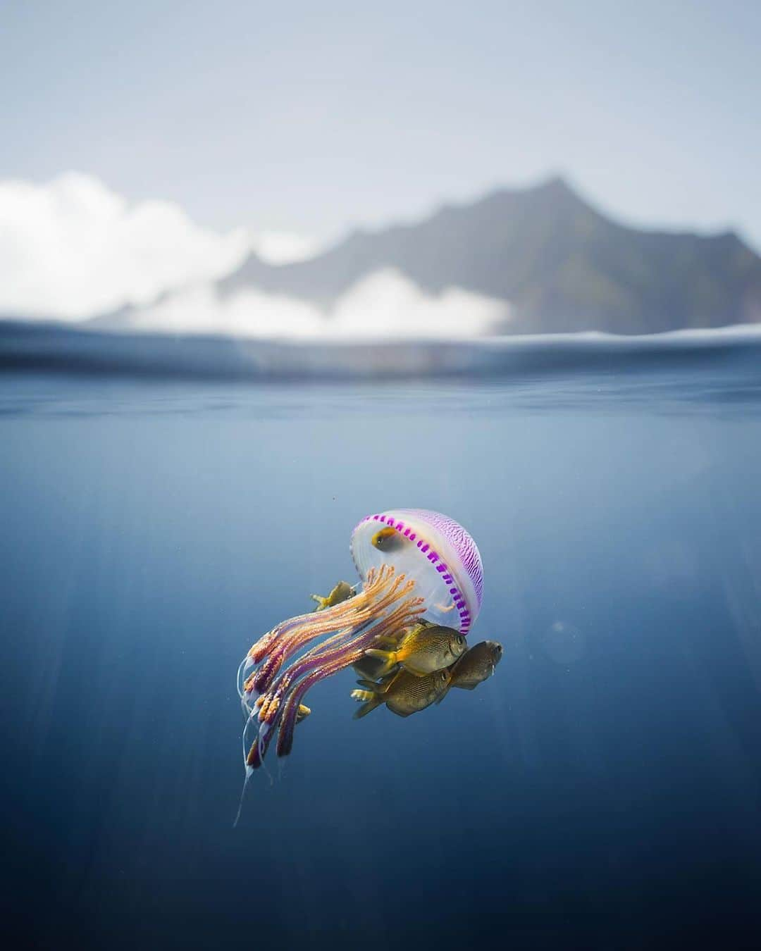 Discover Earthさんのインスタグラム写真 - (Discover EarthInstagram)「🪼🐠Symbiosis captured by @cooperlost   « Interaction between two different organisms living in close physical association, typically to the advantage of both. »  📍Honolulu, Hawaii  🇺🇸 #DiscoverUSA with @cooperlost」11月25日 4時56分 - discoverearth