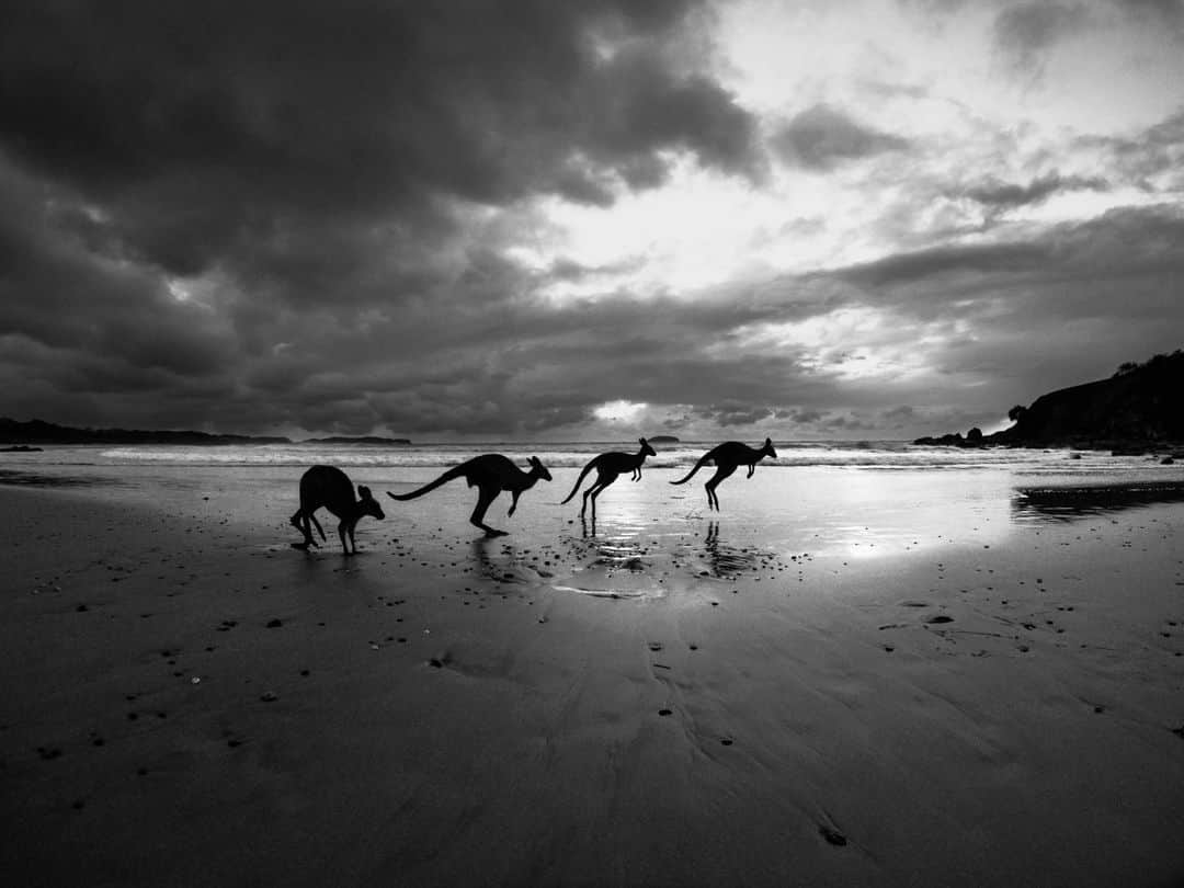 goproのインスタグラム：「Photo of the Day: Black (and white) Friday ⚫️⚪️ #GoProAthlete @harleyingleby captured this pack of roos enjoying long hops on the beach.  Deals are on—the #GoProHERO12 Black Accessories Bundle is just $349 for a limited time.  @goproanz #GoProANZ #GoPro #BlackAndWhite #B&W #WildlifePhotography #Kangaroo」