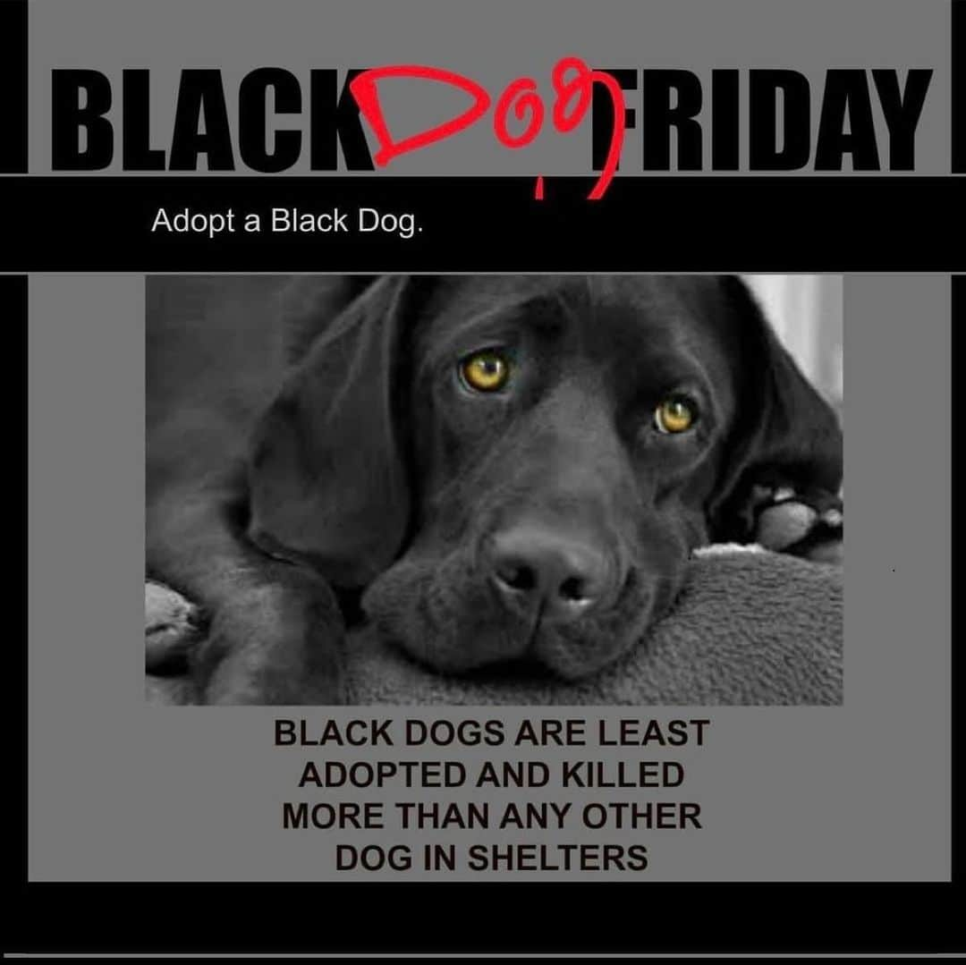 ロン・パールマンのインスタグラム：「Repost from @labsandfriends • Happy Black Dog Friday!!  Here at LAF we love our black dogs! We have so many wonderful black dogs waiting to find their forever homes! Please help us continue to save more amazing black dogs! Please visit our website www.labradorsandfriends.org to see our beautiful black dogs waiting for homes. We will spotlight them all weekend. Thank you to everyone who sees the beauty in black dogs! We know just how special they are!   www.labradorsandfriends.org」