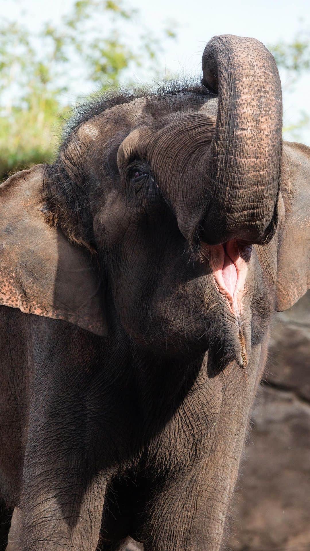 タロンガ動物園のインスタグラム：「Nothing quite like a quenching drink during a mud bath 🛀  Asian elephants Tang Mo and Pak Boon are frequent visitors to their mud bath and serve as a great reminder to slip-slop-slap (your sunblock) and stay hydrated on your next visit 🐘🧼  📹 Keeper Lex」