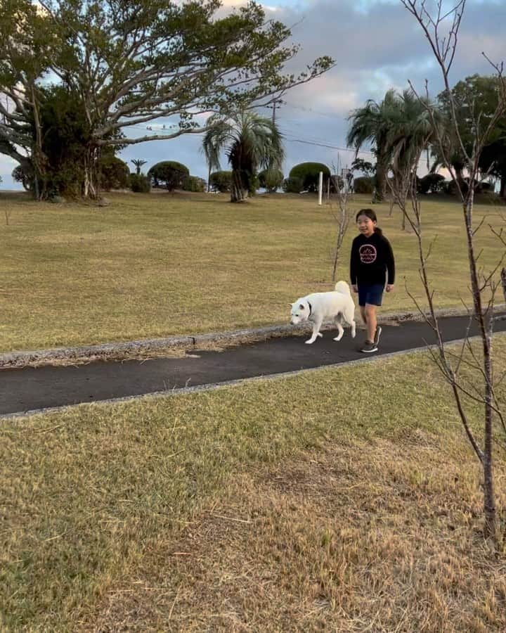 柴犬リリコのインスタグラム：「公園に行ったら可愛いワンコさん達がいて、久しぶりに思いっきり柴充電させてもらいました💕🔋  北海道からフェリー⛴️を乗り継ぎ、4日かけて種子島に来たという白柴のモモタロウさん。  リリコも大人しくて神ドッグだったけど、このモモタロウさんも初対面の私達に神対応の神ドッグでした✨  しばらく滞在されるそうで、また会えるといいな🥰」