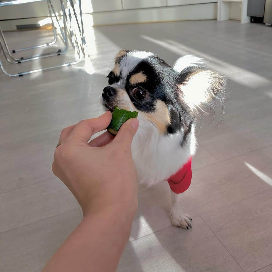 セラ さんのインスタグラム写真 - (セラ Instagram)「#광고 #협찬   #트라이_반려견 #반려견히트업 #반려견보온메리」11月25日 15時54分 - ryuserasera