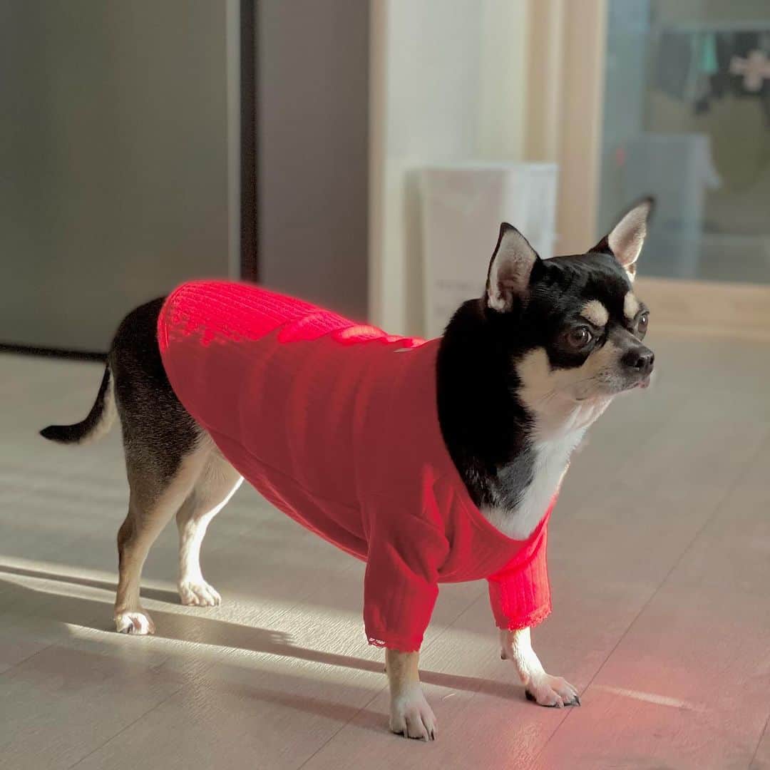 セラ さんのインスタグラム写真 - (セラ Instagram)「#광고 #협찬   #트라이_반려견 #반려견히트업 #반려견보온메리」11月25日 15時54分 - ryuserasera