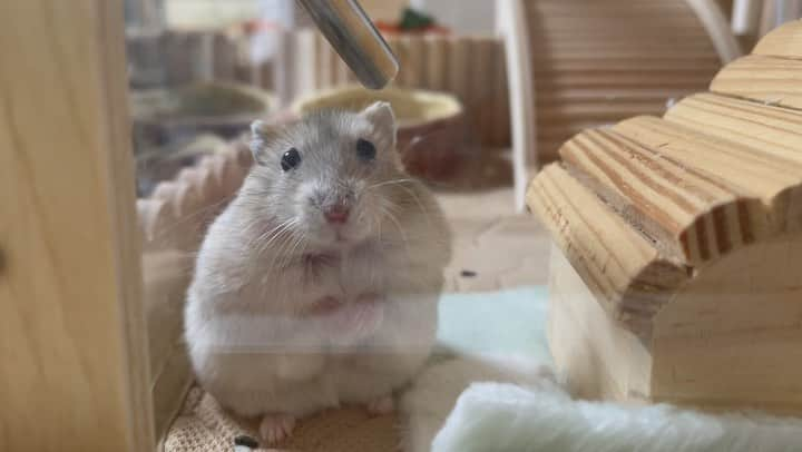 hamster_mocoのインスタグラム：「✻*˸ꕤ*˸*⋆。✻*˸ꕤ*˸*⋆。✻*˸ꕤ*˸*⋆。  あれ？ なんか視線を感じまちゅ(･ω･ = ･ω･)？  こちらに気付いて不思議そうなお顔🤭💓 ゆずちゃんもちもちで可愛いです🐹🍊 2023.11.25 ✻*˸ꕤ*˸*⋆。✻*˸ꕤ*˸*⋆。✻*˸ꕤ*˸*⋆。 #ハムスターゆず#ハムスター#ジャンガリアンハムスター#ジャンガリアン#ジャンガリアンプディング#プディングジャンガリアン#イエロージャンガリアン#ふわもこ部 #モフモフ#ペット#親バカ部 #hamster#djungarian#hamstagram#hammy#happy_pets#PET_OF_OUR_WORLD#igersjp#ig_japan#instapet#weeklyfluff#kawaii#cute#仓鼠#정글리안#햄스터」