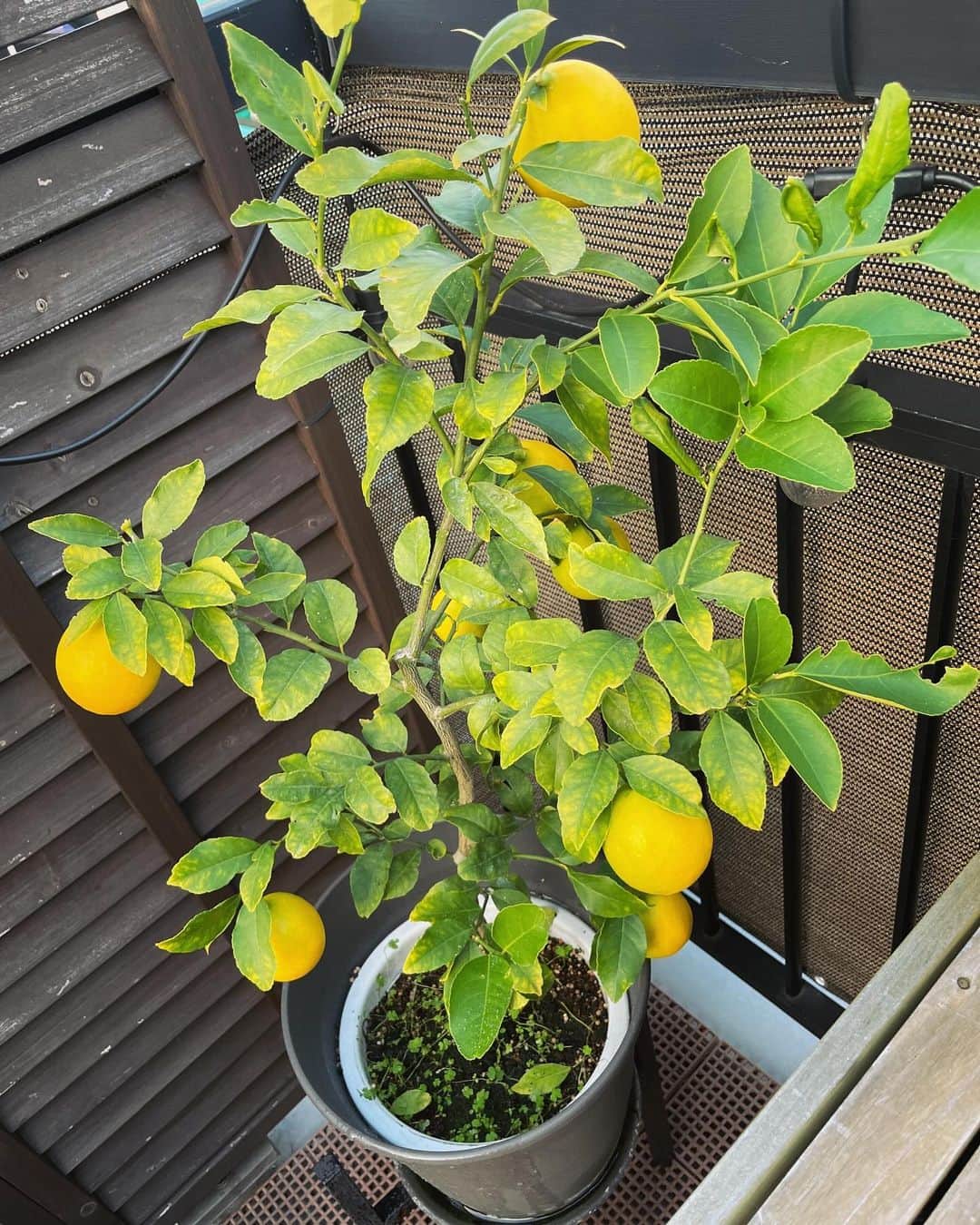 和田正人さんのインスタグラム写真 - (和田正人Instagram)「父の日に貰ったレモンの木。  ついに果実が黄色くなってきた。  ワクワクしてリビングに降りてきたら、テーブルの上で爆睡する息子。  どーゆー状況？」11月25日 16時11分 - daaaaaawaaaaaa