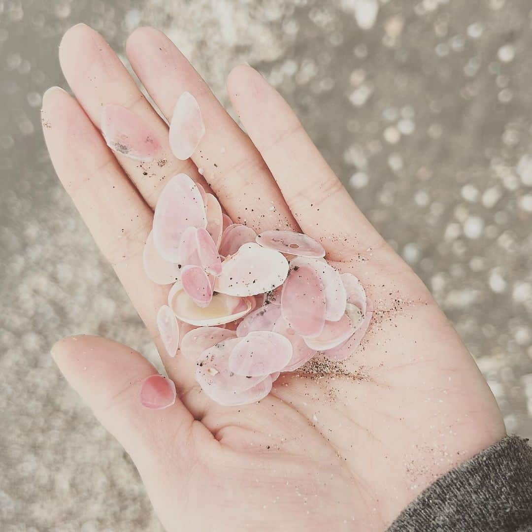 KIKIさんのインスタグラム写真 - (KIKIInstagram)「さくらがい日和🐚✨ ぐんと気温は下がったけれど 海の水は温い 波打ち際を 貝を拾いながら裸足でお散歩」11月25日 16時11分 - kiki_campagnepremiere