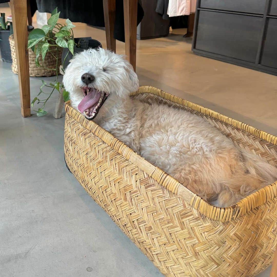 YUKIのインスタグラム：「🐶」