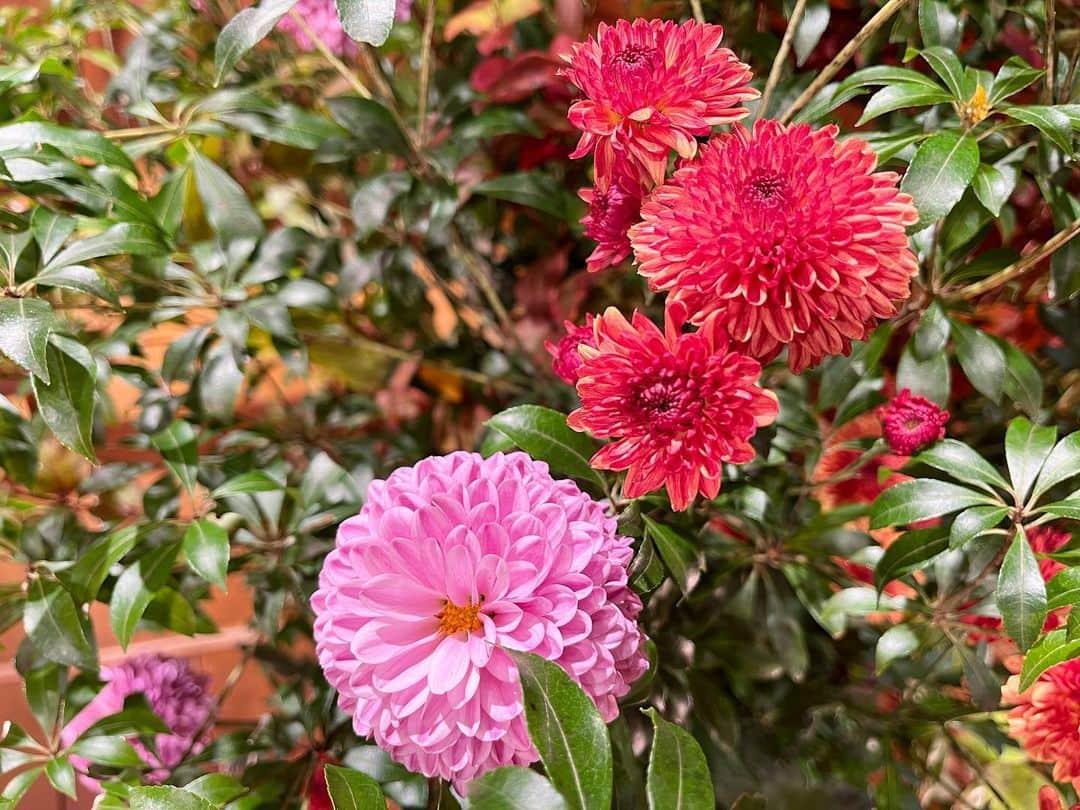 眞家泉のインスタグラム：「. りんご、柿、洋梨、栗、お芋..🍎  #報ステのお花」
