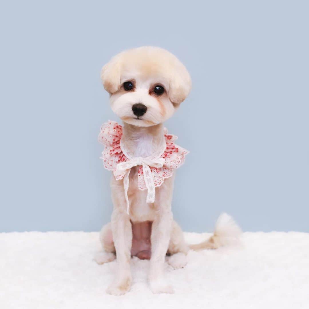 애견미용실 그루밍살롱のインスタグラム：「‪✂︎‬」