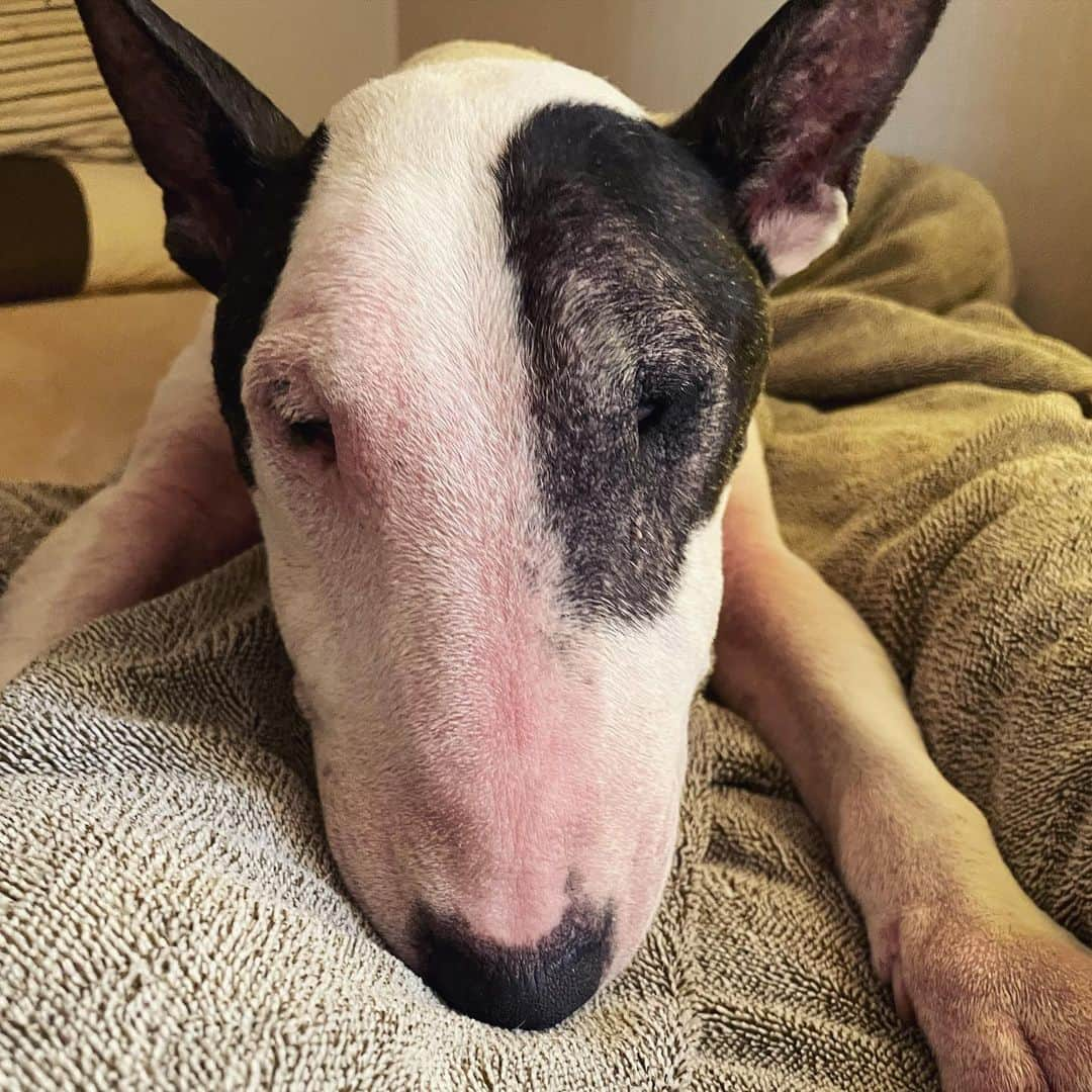 Q太郎さんのインスタグラム写真 - (Q太郎Instagram)「#minituru#bull#terrier#minibullterrier#miniturubullterrier#dog#dogstagram#cute#qtaro#love#family#ミニチュア#ブルテリア#ミニチュアブルテリア#Q太郎」11月25日 16時45分 - qtaro.jun