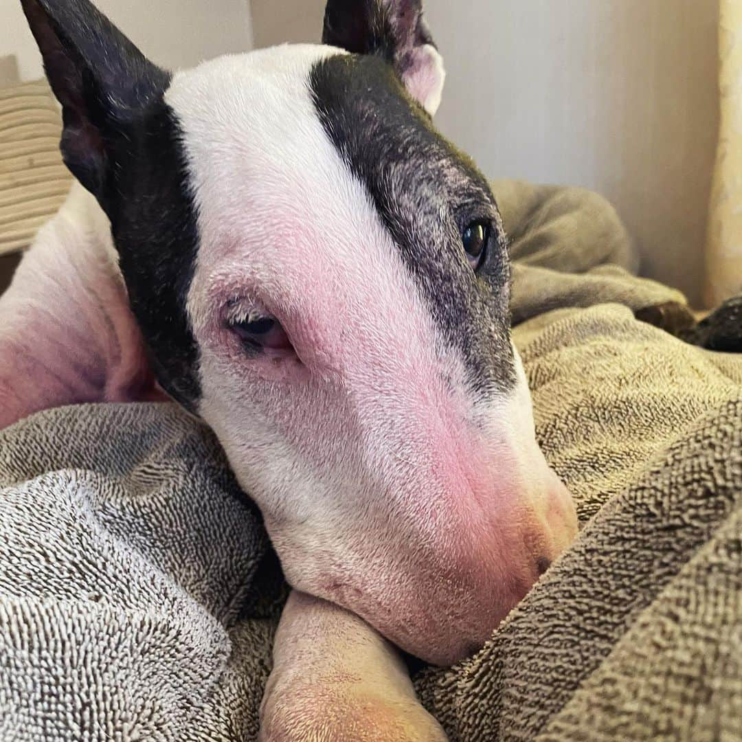 Q太郎さんのインスタグラム写真 - (Q太郎Instagram)「#minituru#bull#terrier#minibullterrier#miniturubullterrier#dog#dogstagram#cute#qtaro#love#family#ミニチュア#ブルテリア#ミニチュアブルテリア#Q太郎」11月25日 16時45分 - qtaro.jun