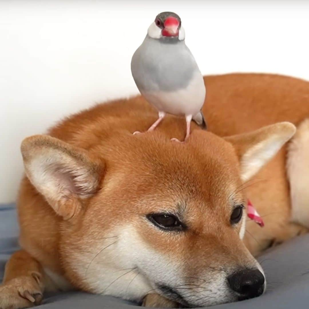 柴犬小春のインスタグラム：「おはようございます🌞 シルバー文鳥風ちゃんと柴犬小夏です。 神戸市の今朝は真剣に寒くなっていました。 #柴犬 #文鳥 #柴犬のいる暮らし」