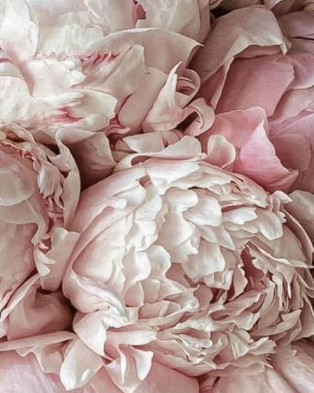 Yukicoさんのインスタグラム写真 - (YukicoInstagram)「🍃🌸🍃🌸🍃  ————————————————————— 見てくださる方にプラスになる投稿をしていきます 是非いいね♡フォロー♡ よろしくお願いいたします𓅟 私の写真の編集については フォトレッスンでレクチャーをしています —————————————————————  #flowers#flowerpower#flowerphotography#flowerporn#flowerslovers#flowerstagram#bouquet#bouquets#btsarmy#jiminpen#btsjimin #ジミンペン🐥」11月25日 9時09分 - yukicolifecom