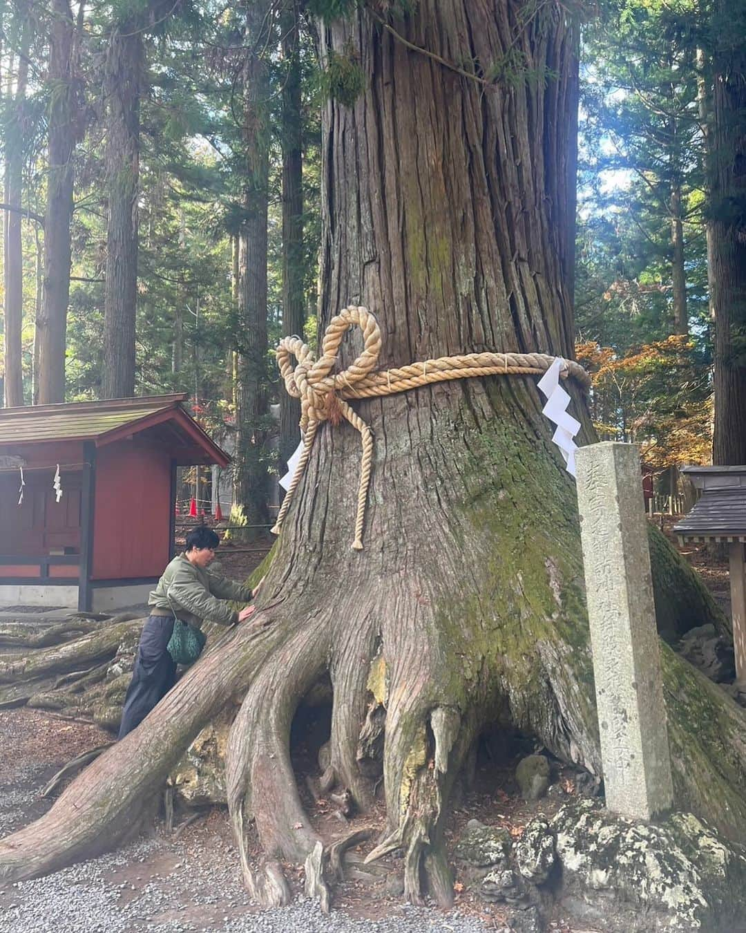 鈴木杏さんのインスタグラム写真 - (鈴木杏Instagram)「富士吉田、北口本宮富士浅間神社の諏訪神社前にいらっしゃる御神木🌳触れると、身体がゆるゆるゆるんで、ふわふわとして、まるで宇宙マッサージ( @primichibu )されているような感覚だった🖐️⭐️👅⭐️🖐️  #富士吉田#北口浅間神社#宇宙マッサージ#プリミ恥部」11月25日 9時19分 - anne.suzuki.official