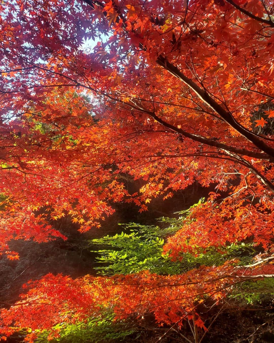 加藤ツバキさんのインスタグラム写真 - (加藤ツバキInstagram)「大山阿夫利神社からはだの富士見の湯へ 朝早いバスで大山ケーブルバス停に到着したのでケーブルカーはまだ運転前🥲階段祭りな参道を登ります 燃えるような赤に染まった葉が美しい🍁 富士見平からは富士山が🙌 大山山頂に着いてもゆっくりしている暇はナシ！ ここからはだの富士見の湯までは10kmほどの距離を縦走するのです。のんびり歩いてたら日が暮れちゃうので小走りです笑 大山山頂までは人多かったけどこの道はたまーに人に出会う程度。最近このあたりも熊目撃情報あるので鈴を鳴らしたり手をたたいたり、たまに歌ってみたりとあの手この手で人間アピールをしながら進みます🏃 久々のロングコースで14kmほど歩きましたがやっぱり楽しい！ 無事熊ともバッティングせず、はだの富士見の湯に到着 お風呂のあとはこれですね🍺餃子と唐揚げのわんぱくコンビで攻めてみました😏うっすら富士山見えるのおわかりいただけただろうか…  今年は紅葉見られないかなと思ってたのでとても嬉しい！ よい山旅でした🙆💛  おつかれやま🏞️  #大山 #大山阿夫利神社 #高取山 #はだの富士見の湯 #山活  #富士山ビュースポット」11月25日 9時19分 - katotsuba_desu