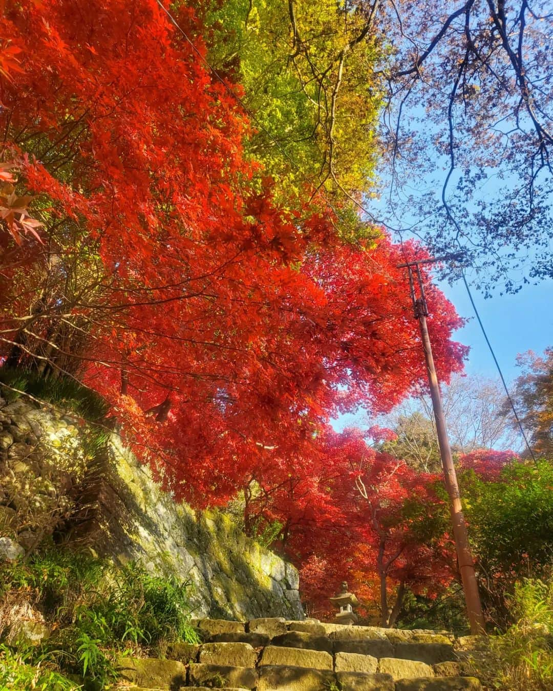 加藤ツバキさんのインスタグラム写真 - (加藤ツバキInstagram)「大山阿夫利神社からはだの富士見の湯へ 朝早いバスで大山ケーブルバス停に到着したのでケーブルカーはまだ運転前🥲階段祭りな参道を登ります 燃えるような赤に染まった葉が美しい🍁 富士見平からは富士山が🙌 大山山頂に着いてもゆっくりしている暇はナシ！ ここからはだの富士見の湯までは10kmほどの距離を縦走するのです。のんびり歩いてたら日が暮れちゃうので小走りです笑 大山山頂までは人多かったけどこの道はたまーに人に出会う程度。最近このあたりも熊目撃情報あるので鈴を鳴らしたり手をたたいたり、たまに歌ってみたりとあの手この手で人間アピールをしながら進みます🏃 久々のロングコースで14kmほど歩きましたがやっぱり楽しい！ 無事熊ともバッティングせず、はだの富士見の湯に到着 お風呂のあとはこれですね🍺餃子と唐揚げのわんぱくコンビで攻めてみました😏うっすら富士山見えるのおわかりいただけただろうか…  今年は紅葉見られないかなと思ってたのでとても嬉しい！ よい山旅でした🙆💛  おつかれやま🏞️  #大山 #大山阿夫利神社 #高取山 #はだの富士見の湯 #山活  #富士山ビュースポット」11月25日 9時19分 - katotsuba_desu