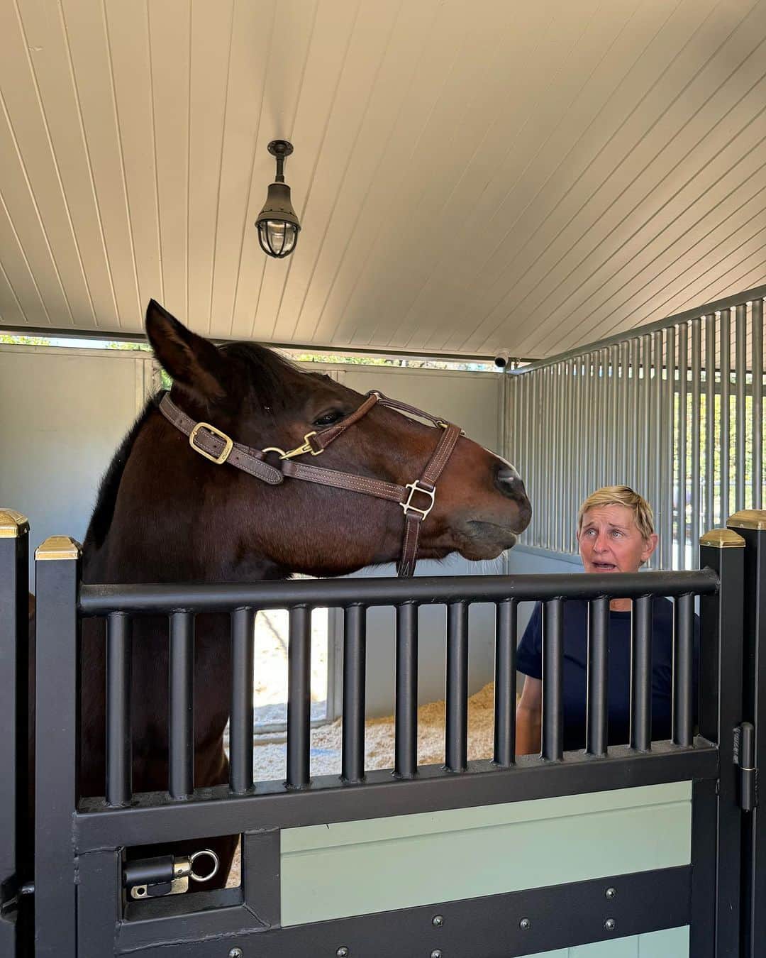 エレン・デジェネレスのインスタグラム：「Don’t worry, Portia. I can put on his halter for you. How hard could it be?」