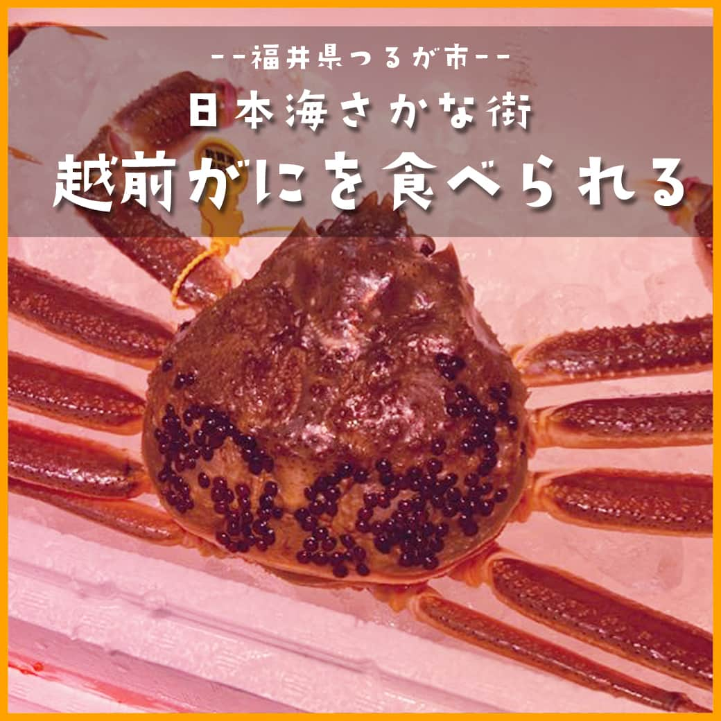 越前かに職人　甲羅組のインスタグラム：「こんにちは🦀✨  日本海の冬の味覚「越前がに」✨  福井県敦賀市 #日本海さかな街 にてお召し上がり頂く事が可能です🙆  旬の越前がにを、かに刺し・茹でがに・焼きがになどお好きなお召し上がり方で お召し上がり頂けます🦀✨  調理に少しお時間を頂くので、お時間に余裕を持ってご来店頂けると嬉しいです🎵  🦀越前がにが食べられるお店🦀  ↓　↓　↓　↓  鮮宴丼ひろし・海坊主 @senendon_hiroshi ⁡⁡ ⁡⁡⁡––––––––——–––––––––––––––––––  📍アクセス　福井県敦賀市若葉町1-1531日本海さかな街 内 🗓定休日　　営業カレンダーにて 🕛営業時間　10:00〜18:00 📞電話番号　0770-24-7059(甲羅組 本店)  ––––––––——–––––––––––––––––––  #甲羅組 #越前がに #せいこ蟹 #日本海 #冬の味覚 #せいこがに #セコガニ #香箱がに #えちぜんがに #かに #蟹 #カニ #お取り寄せグルメ #期間限定 #楽天グルメ #snowcrab #fukui #福井グルメ #日本海さかな街 #越前蟹 #11月6日解禁 #福井県」