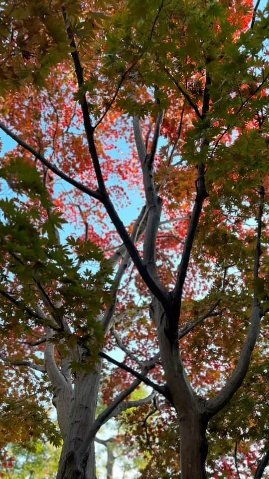 のインスタグラム：「友と紅葉を見た🍁美しかった🌿  #紅葉スポット  #紅葉狩り  #紅葉シーズン  #山が燃えて」