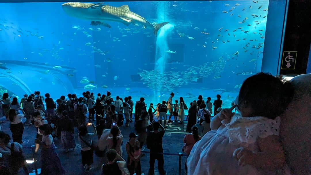 本田珠規さんのインスタグラム写真 - (本田珠規Instagram)「思い出記録📝【2023.7.16〜7.19】  👶はじめての沖縄旅行 はじめての水族館🐬  水族館デビューは、美ら海水族館へ♪  まだ興味が出るかわからなかったけど、 とっても興味津々で、 どのエリアでもじーーーっと目をキラキラさせながら 水槽を眺めていた✨  喜んでくれたみたいでうれしいな♡  #水族館デビュー#生後4ヶ月 #沖縄旅行#沖縄デビュー#美ら海水族館」11月25日 10時06分 - tamaki_honda_oscar