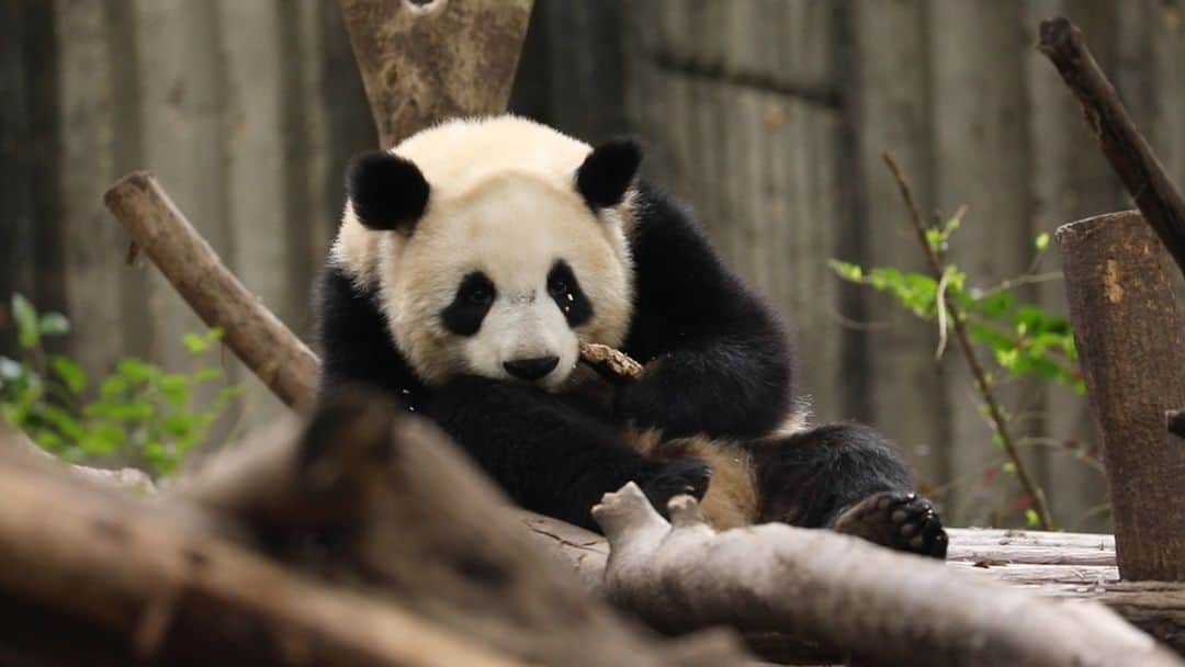 iPandaのインスタグラム：「I got a new cosmetic today. I must put on the “rhinestone eye makeup” that is essential for a panda princess! (Ke Nian) 🐼 🐼 🐼 #Panda #iPanda #Cute #HiPanda #ChengduPandaBase  For more panda information, please check out: https://en.ipanda.com」