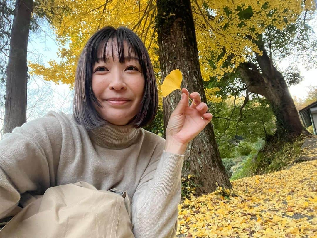 小野真弓のインスタグラム：「おはようございます☺️ 近所の銀杏の木が綺麗😍💛  ウインクが全く出来ないおかーさん🙋‍♀️ なんとなく、、 できた風で、喜ぶ😉😆✨  冷え込んでいますが、 紅葉があちこち綺麗でうっとりです⛰️🍂🍁  秋、楽しみましょう🐟🍄🍎✨ 良い週末を☺️  #銀杏の紅葉 #ご近所さんぽ#木更津暮らし #犬と猫のいる暮らし#犬猫日記  🦝❤️ #中トロ好き#シニア犬#ハナちゃん #だんちゅうのツボ#胸 #命門#腎兪#マッサージ#お灸 #咳こんこんが劇的におさまり感動#爆睡 @alinomi_rico 先生、 お灸をオススメしてくださった、@ebinao0830 さん #感謝」