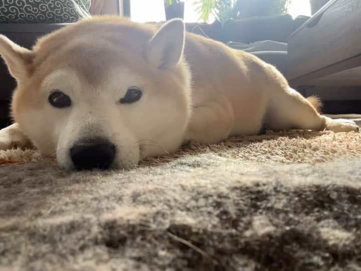 豆助左衛門（まめすけざえもん）のインスタグラム：「🐾  もう犬には見えない 安定のムチムチバディ🐷  🚗でお出かけしようか？」