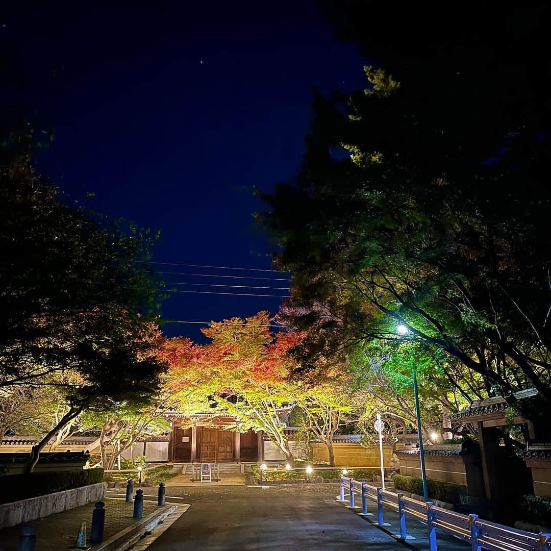 森田繁のインスタグラム：「今川家累代の墓所・観泉寺。 今宵と明日のライトアップ準備中。 紅葉はいっきに進んだ。」