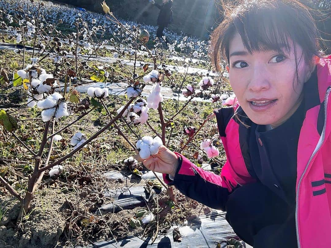 森下千里のインスタグラム：「東松島にて コットンフェスティバルに今年も参加。 この時だけお会いできる方もいて、 楽しみが毎度、増えていきます。  今日は三重から来た、「もうすぐ80歳なの」と 可愛らしく笑う女性2人組の方と出会いました。  時間かかりましたでしょう、と話すと、 ここまで来られて本当に良かった！と。  地元三重で、木綿を育て収穫、 紡いで糸を染めて生地にする…藍染もやられるそうです。 また、 中学生や高校生と一緒に作業するようにしており、 これらは、子供たちが大人になってすぐでなくても、 30.40代になった時、 木綿の魅力を覚えていてほしい、思い出してほしいという 思いからだそうです。  国産コットンは、とても貴重です。 染めの技術も、世界に誇れるものだと思います。  もっと、国内の魅力をわたしたちが知り、 その価値をより多くの方が気がついてもらいたい。  震災復興に立ち上がったプロジェクトが、 日本の良さを発信するイベントになり、 ひいては、わたしたちの誇りへと年々、 形を変えてきている気がしました。  #東北コットン2023」